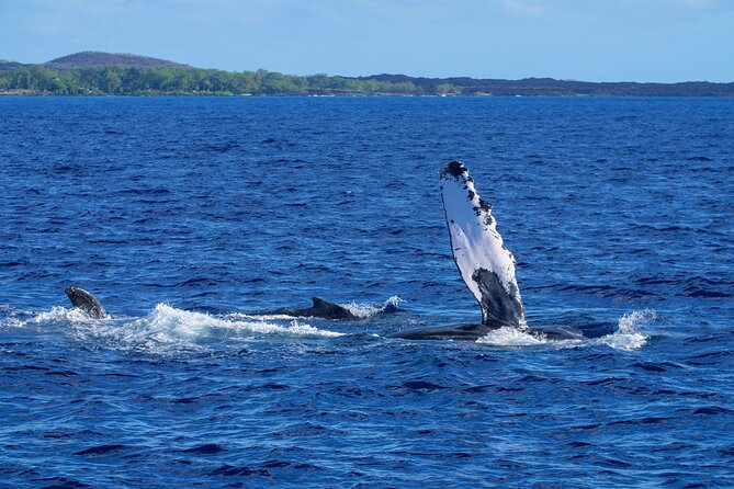 From Maalaea Harbor: Whale Watching Tours Aboard Winona Catamaran - Onboard Amenities