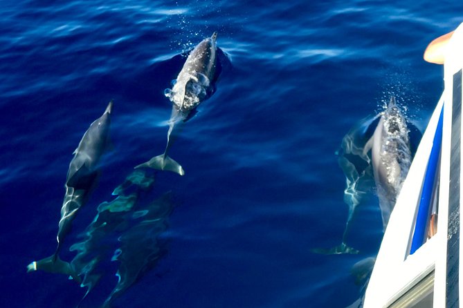From Maalaea: Lanai Snorkel & Dolphin Encounter on Quicksilver - Included Features