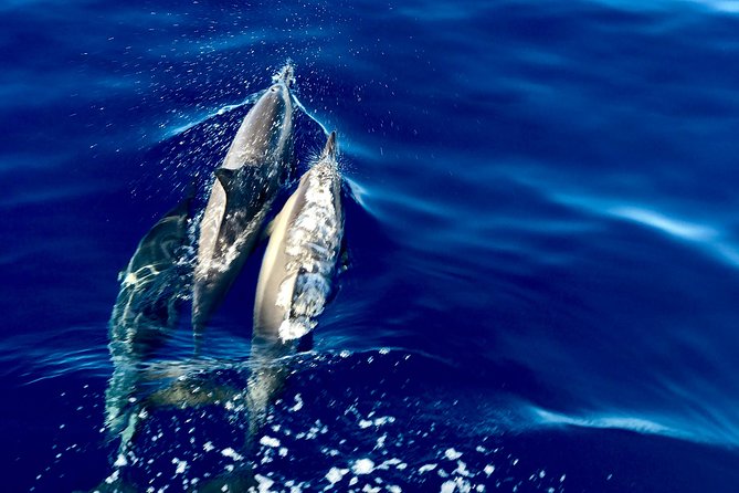From Maalaea: Lanai Snorkel & Dolphin Encounter on Quicksilver - Meeting and Pickup