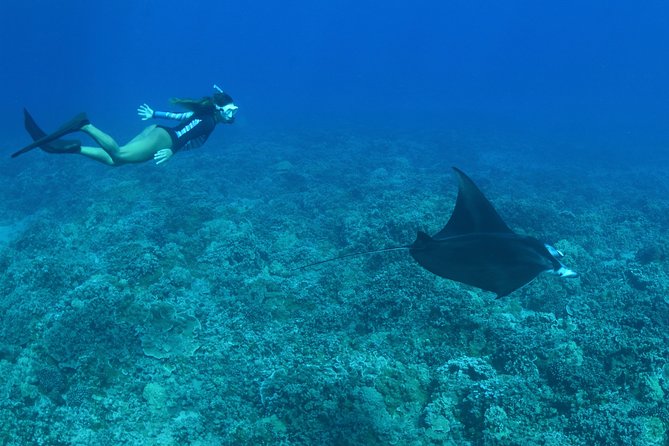 From Maalaea: Lanai Snorkel & Dolphin Encounter on Quicksilver - Snorkeling at Shark Fin and Manele Bay