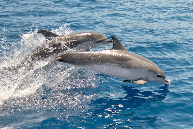 From Maalaea: Lanai Snorkel & Dolphin Encounter on Quicksilver - Encountering Lanais Spinner Dolphin Pod
