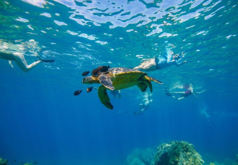 From Maalaea: Turtle Town 3-Hour Snorkel and Sail Adventure - Key Points