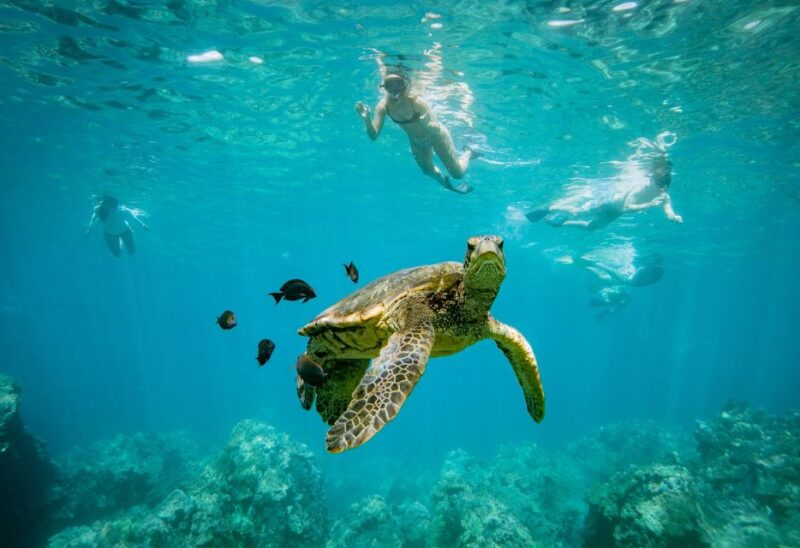 From Maalaea: Turtle Town 3-Hour Snorkel and Sail Adventure - Experienced Crew and Equipment