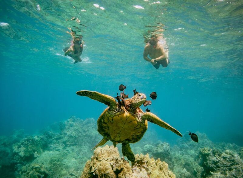 From Maalaea: Turtle Town 3-Hour Snorkel and Sail Adventure - Safety Measures