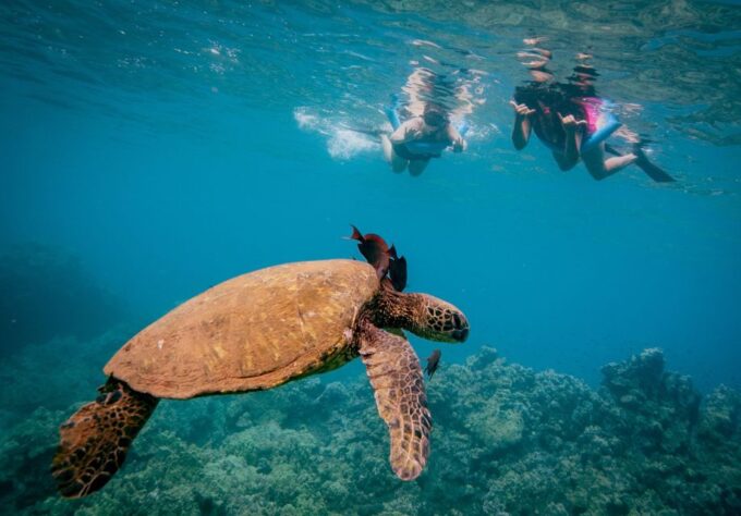 From Maalaea: Turtle Town 3-Hour Snorkel and Sail Adventure - Health Restrictions