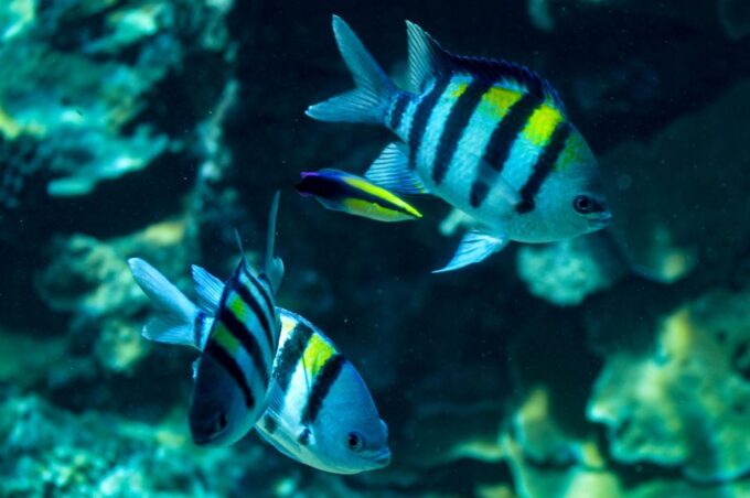 From Maalaea: Turtle Town 3-Hour Snorkel and Sail Adventure - Cancellation Policy