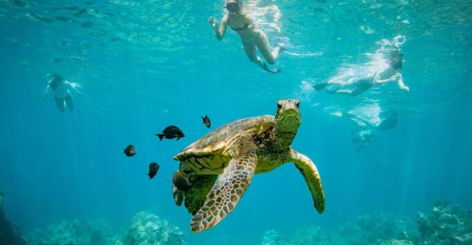 From Maalaea: Turtle Town 3-Hour Snorkel and Sail Adventure - Frequently Asked Questions