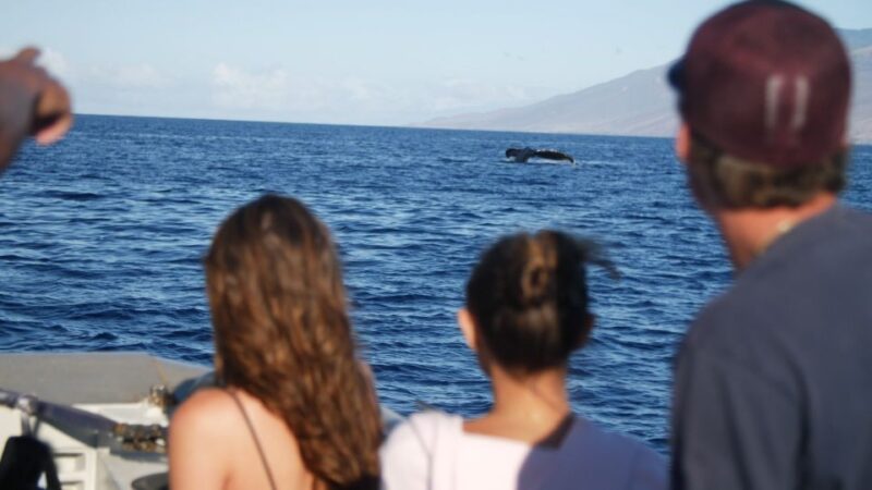 From Maalaea: Whale Watching Catamaran Cruise With Drinks - Crew and Staff