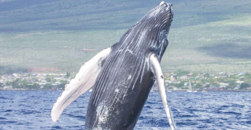 From Maalaea: Whale Watching Catamaran Cruise With Drinks - Reservation and Cancellation Policy