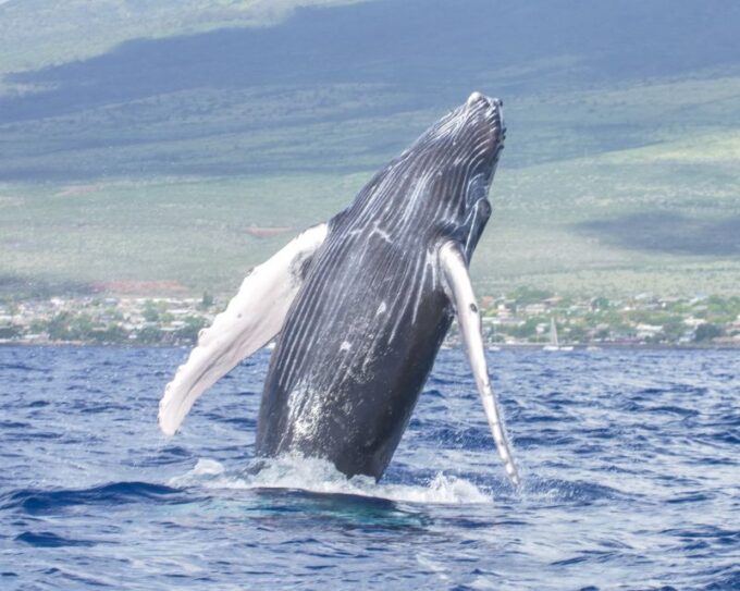 From Maalaea: Whale Watching Catamaran Cruise With Drinks - Recommendations for Guests