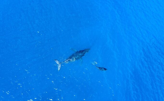 From Maalaea: Whale Watching Catamaran Cruise With Drinks - Customer Feedback and Reviews