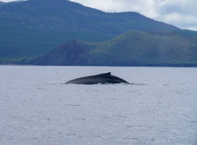 From Maalaea: Whale Watching Catamaran Cruise With Drinks - Location and Meeting Point