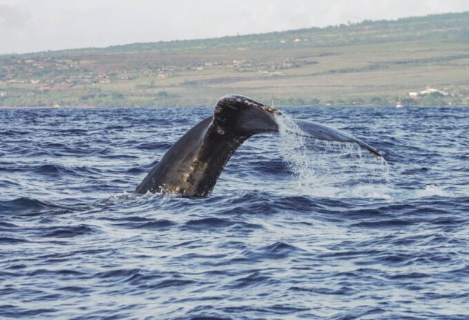From Maalaea: Whale Watching Catamaran Cruise With Drinks - Frequently Asked Questions