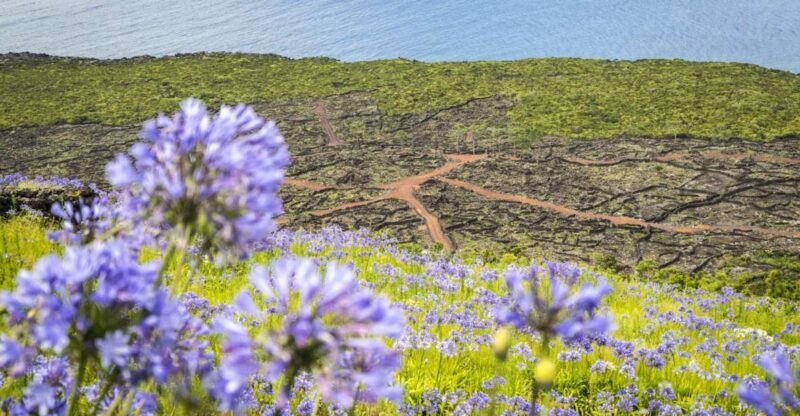 From Madalena: Pico Volcanoes and Lakes Guided Day Tour - Highlights and Experiences