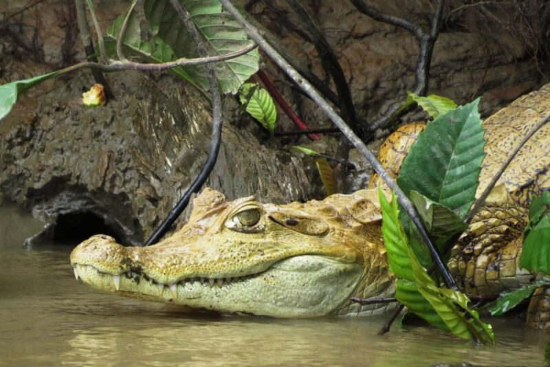 From Madre De Dios ||Night Trekking in the Amazon Rainforest - Key Points