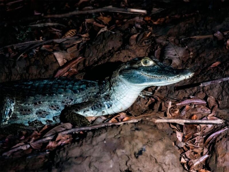 From Madre De Dios ||Night Trekking in the Amazon Rainforest - Wildlife Sightings