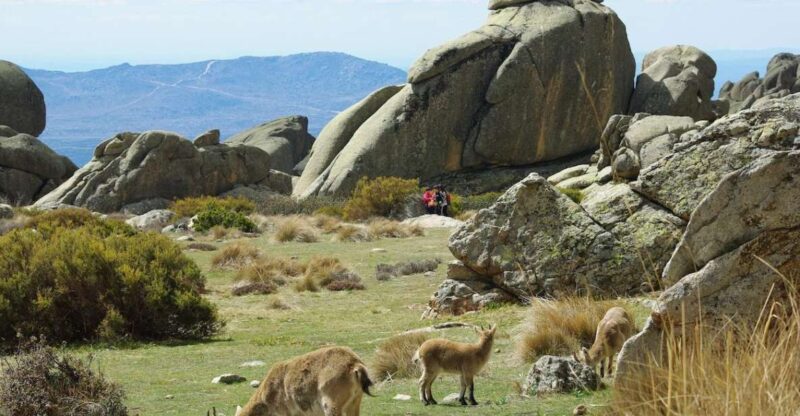 From Madrid: Sierra De Guadarrama Hiking Day Trip - Pricing and Booking