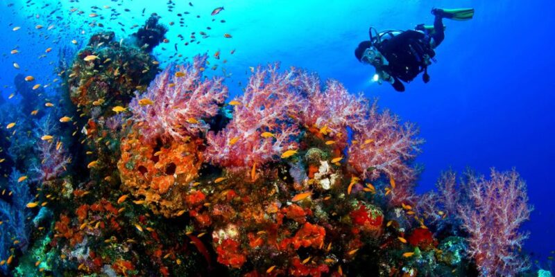 From Makadi Bay: Diving & Snorkeling Boat Tour With Lunch - Experience and Highlights