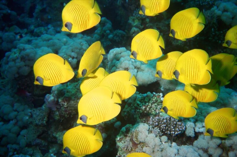 From Makadi Bay: Diving & Snorkeling Boat Tour With Lunch - Important Information and Requirements