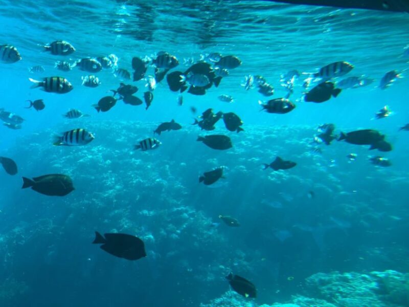 From Makadi Bay: Sindbad Submarine Tour With Round Transfers - Customer Feedback