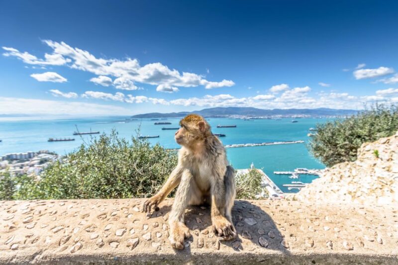 From Malaga and Costa Del Sol: Gibraltar Shopping Tour - Transportation and Guide