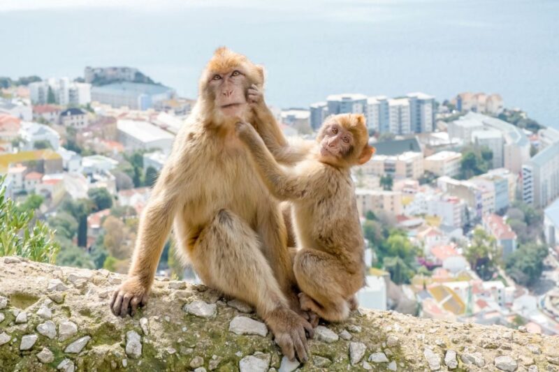 From Malaga and Costa Del Sol: Gibraltar Sightseeing Tour - Tour Itinerary