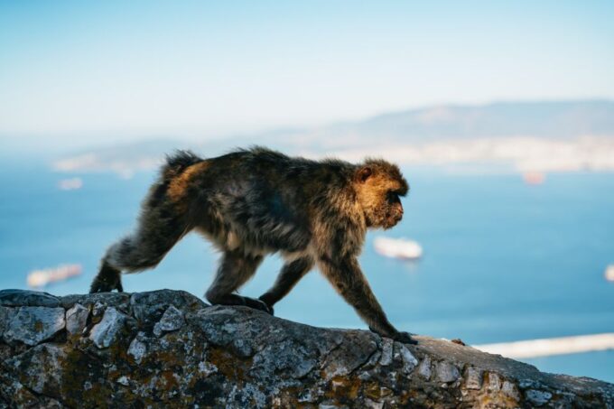 From Malaga and Costa Del Sol: Gibraltar Tour - Transportation Reviews