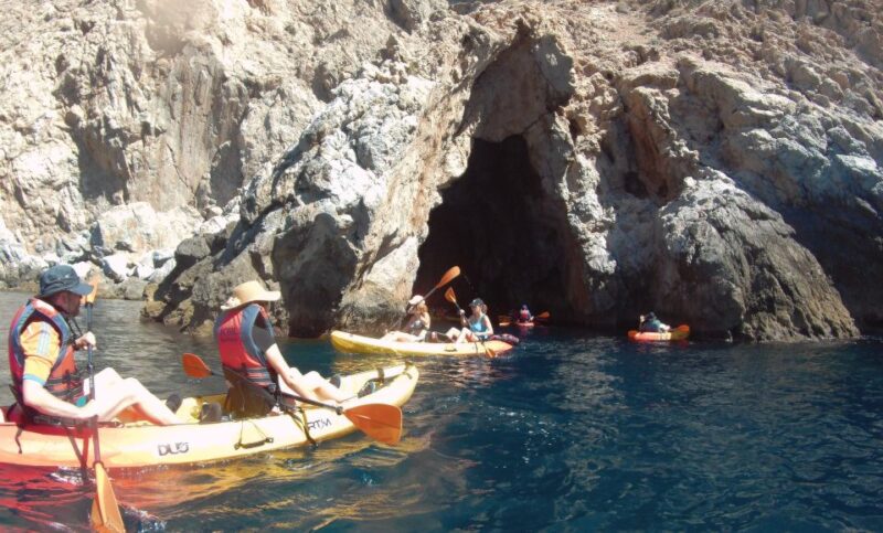 From Málaga: Cliffs of Maro-Cerro Gordo Guided Kayaking Tour - Wildlife Sightings