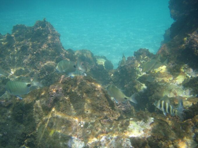 From Malaga: Cliffs of Maro Hike W/ Beach Visit & Snorkeling - Inclusions and Requirements
