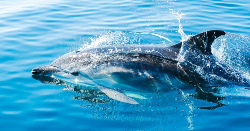 From Malaga: Day Trip to Gibraltar and Dolphin Boat Tour - Itinerary Highlights
