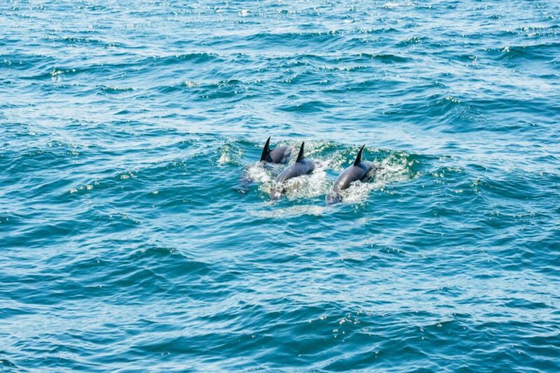 From Malaga: Day Trip to Gibraltar and Dolphin Boat Tour - Important Information