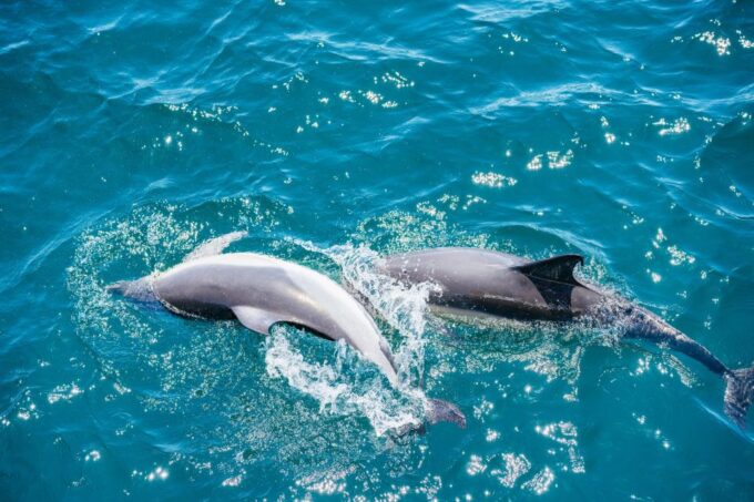 From Malaga: Day Trip to Gibraltar and Dolphin Boat Tour - Frequently Asked Questions