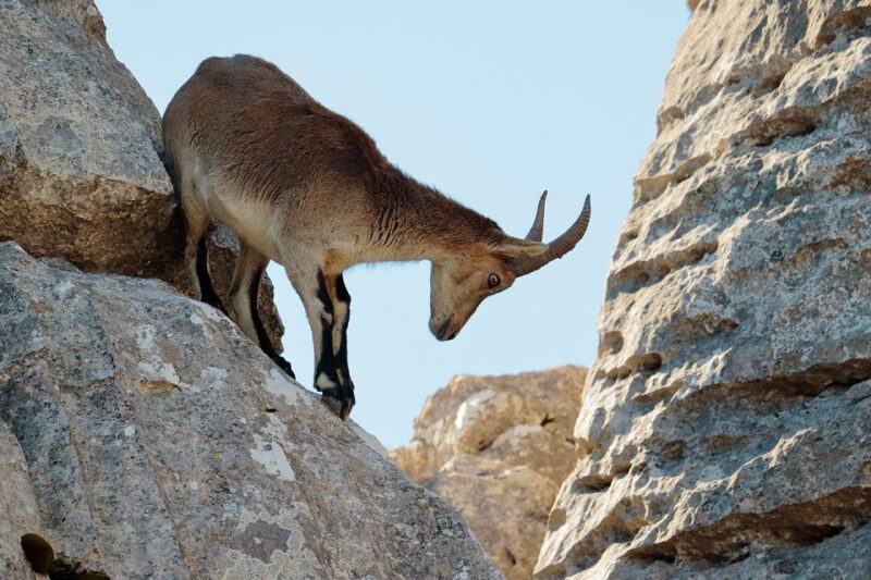 From Malaga: Torcal De Antequera Hiking Tour - Local Expert-Led Hike