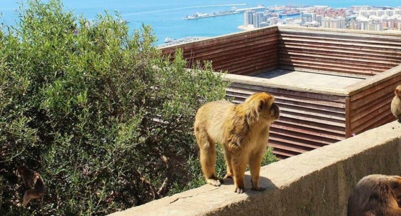 From Málaga/Torremolinos/Benalmádena: Day Trip to Gibraltar - Enjoying Panoramic Views at Europa Point