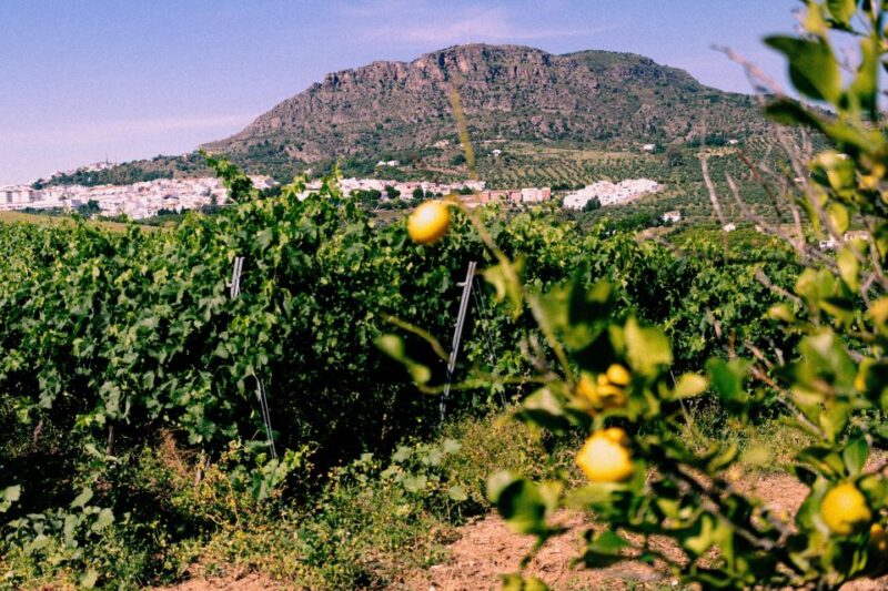 From Malaga: Wine Tasting and Vineyard Day Trip to Alora - Itinerary
