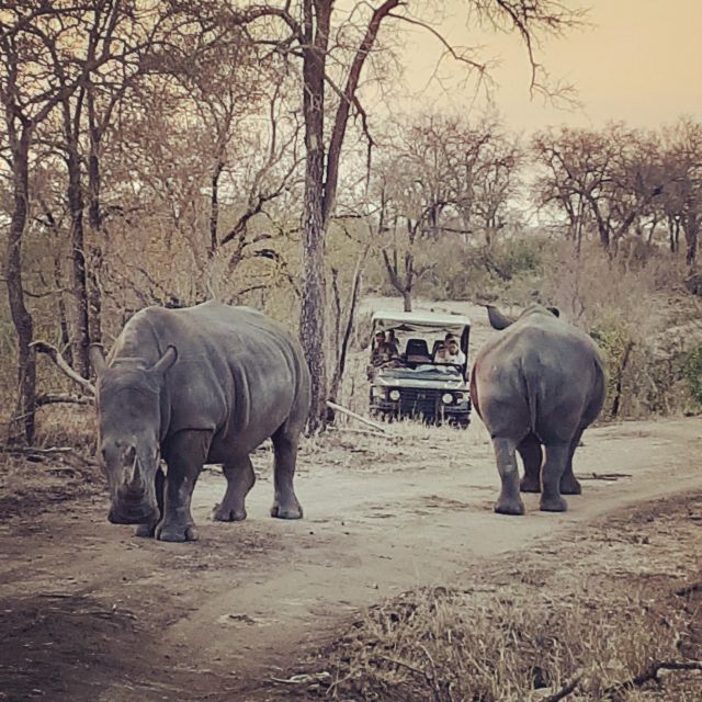 From Malelane: Kruger National Park Afternoon Safari - Activity Details