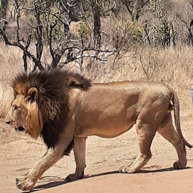 From Malelane: Kruger National Park Afternoon Safari - Exclusions