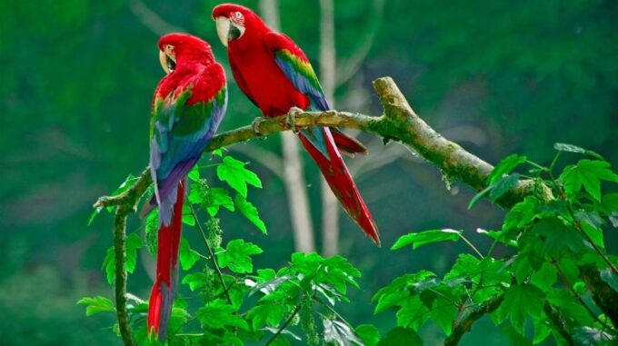 From Manaus: 3 , 4 or 5-Day Tour at Tapiri Rio Negro Lodge - Luggage Limit