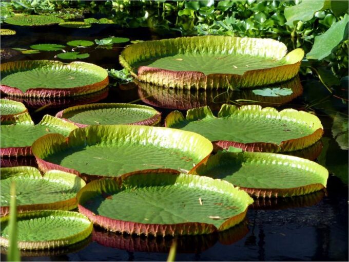 From Manaus: 3 , 4 or 5-Day Tour at Tapiri Rio Negro Lodge - Arrival/Departure Schedules
