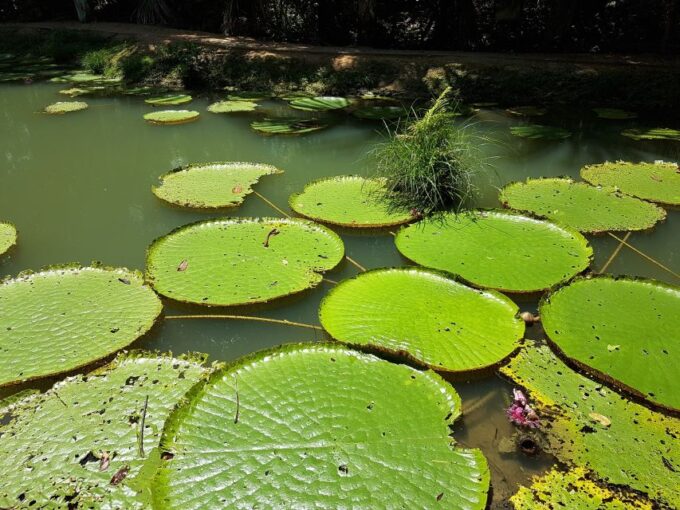 From Manaus: 3 or 4-Day Rio Negro & Anavilhanas River Cruise - Inclusions and Important Information