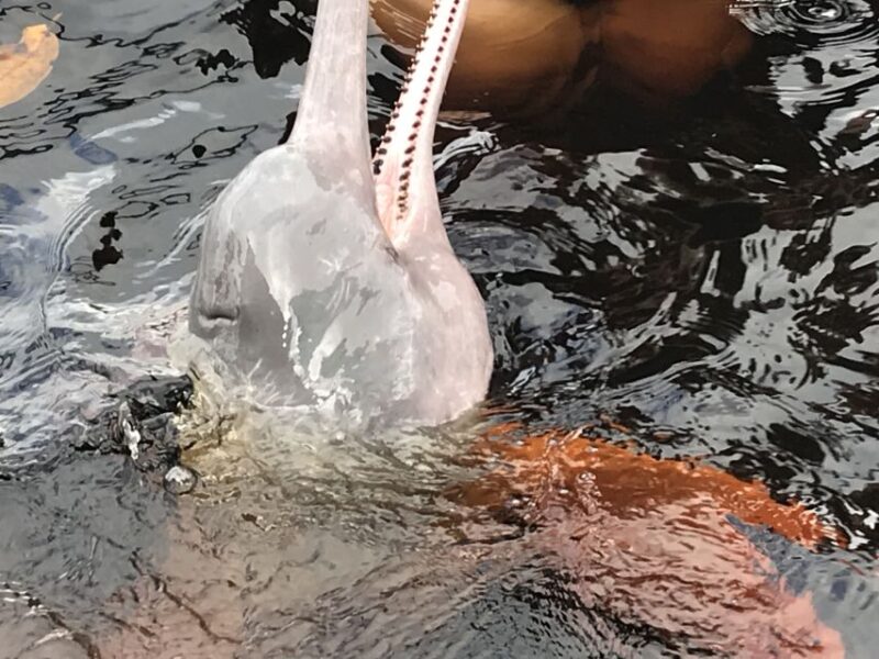 From Manaus: One-Day Amazon Jungle Experience - Encounter With Pink River Dolphins