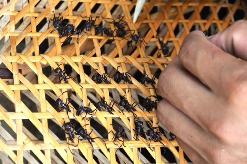 From Manaus: Tucandeira Ants Tribe Ritual Full Day Trip - Discovering the Satere Mawe