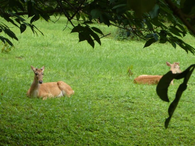 From Mandalay: Full Day Excursion To Pyin Oo Lwin (Maymyo) - Recap