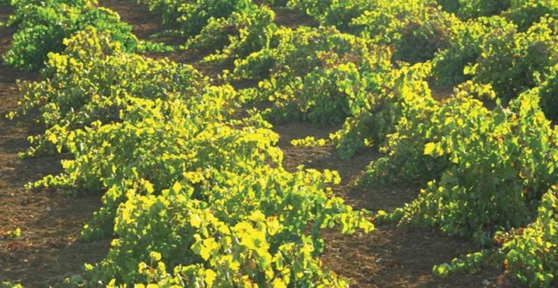 From Marbella: Antequera Wine Tour With Tastings and Lunch - Wineries and Winemaking