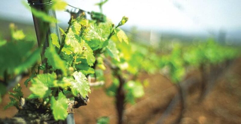 From Marbella: Axarquia Wine Tour With Wine Pairing Lunch - Itinerary and Activities