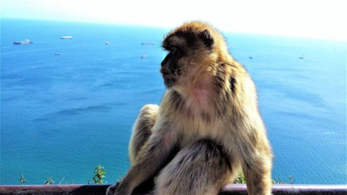 From Marbella: Guided Private Trip to Gibraltar and Estepona - Booking and Cancellation Information
