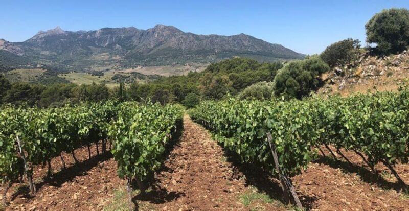 From Marbella: The Classic Ronda Wine Experience Day Tour - Highlights of the Day