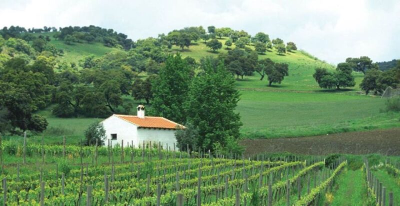 From Marbella: The Classic Ronda Wine Experience Day Tour - Wine Tasting Experiences