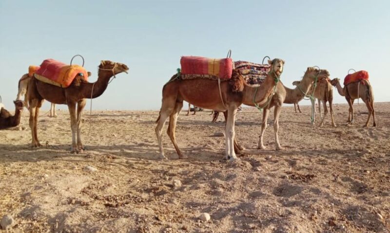 From Marrakech: 2-Day and 1-Night Stay in Agafay Desert - Included Services