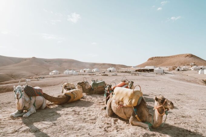 From Marrakech: Agafay Desert Sunset Dinner With Live Music - Transportation and Pickup
